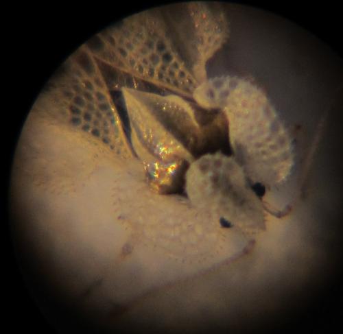Corythucha ciliata