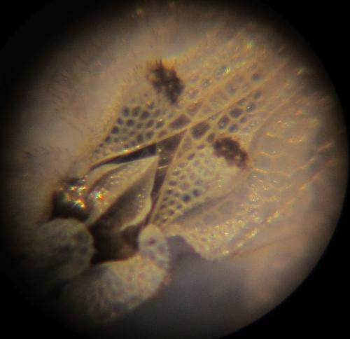 Corythucha ciliata