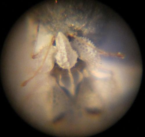 Corythucha ciliata