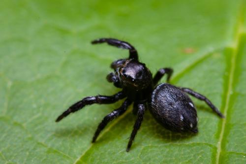 Réf. 100 563 : Evarcha arcuata