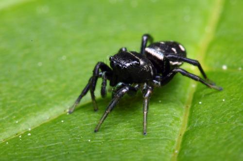 Heliophanus kochii