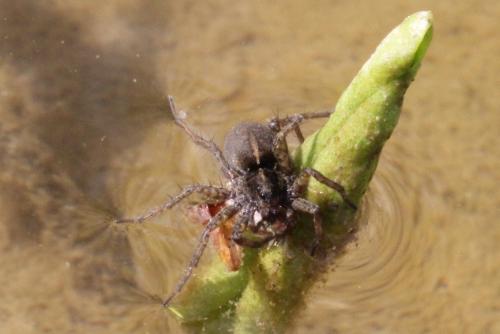 Pardosa sp.