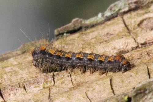Trichiura crataegi