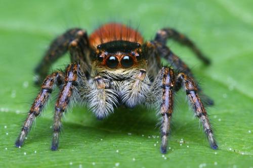 Réf. 100 812 : Carrhotus xanthogramma
