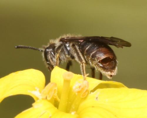 Andrena sp.