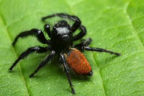 Carrhotus xanthogramma