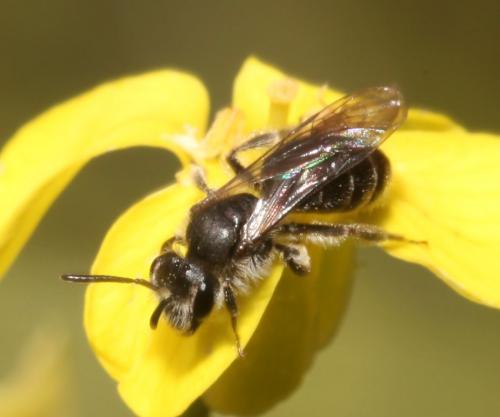 Andrena sp.