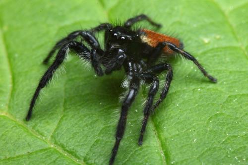 Carrhotus xanthogramma