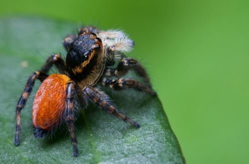 Réf. 100 810 : Carrhotus xanthogramma