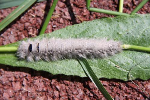 Dendrolimus pini