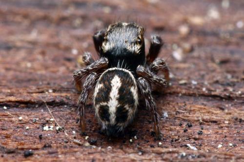 Pellenes nigrociliatus