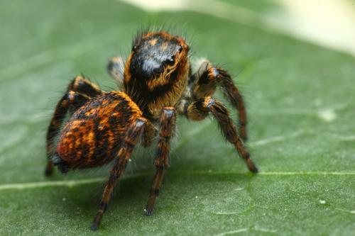 Carrhotus xanthogramma