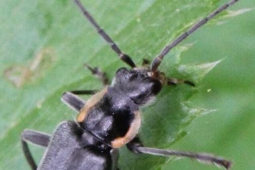 Réf. 100 153 : Cantharis paradoxa
