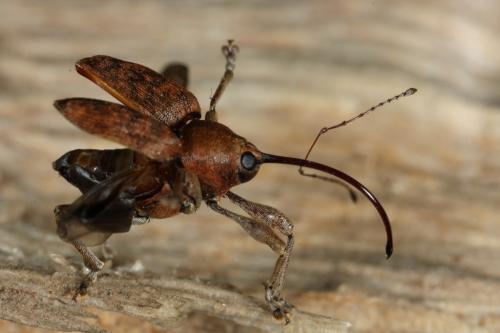 Réf. 100 194 : Curculio glandium