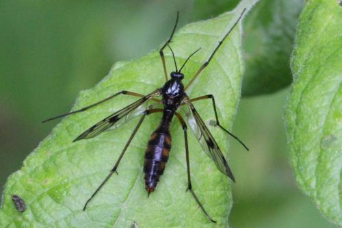 Ptychoptera contaminata