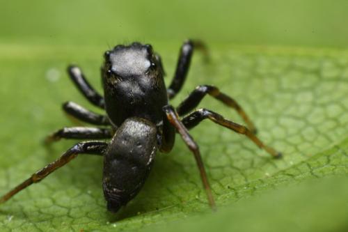 Heliophanus cupreus