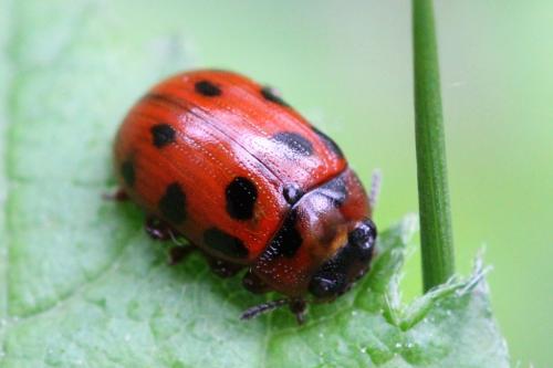Gonioctena decemnotata