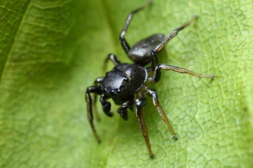 Réf. 100 859 : Heliophanus cupreus