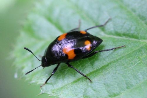 Réf. 100 273 : Scaphidium quadrimaculatum