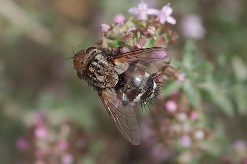 Gonia ornata