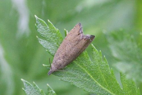 Réf. 100 443 : Dichrorampha sp.