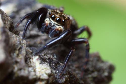 Réf. 100 960 : Pseudeuophrys erratica