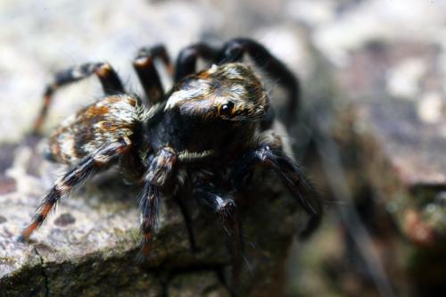 Réf. 100 959 : Pseudeuophrys erratica