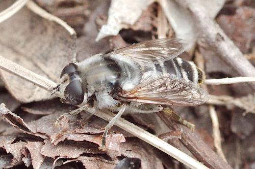 Réf. 100 207 : Merodon clavipes