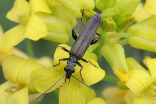 Oedemera sp.