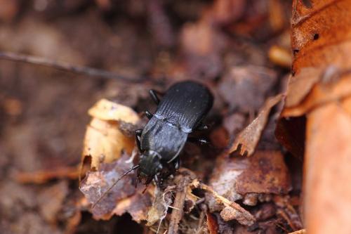 Abax parallelepipedus