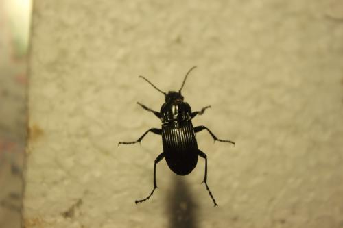 Abax parallelepipedus