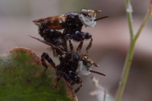 Myopa picta