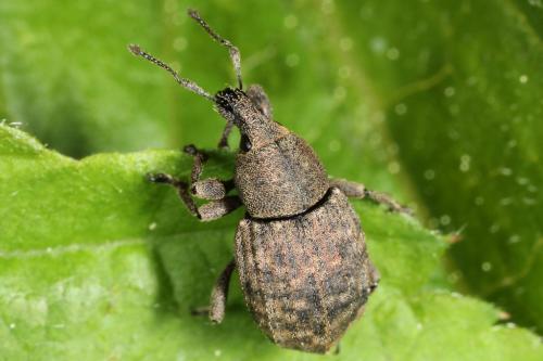 Tropiphorus elevatus