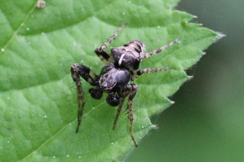 Réf. 100 526 : Gibbaranea bituberculata