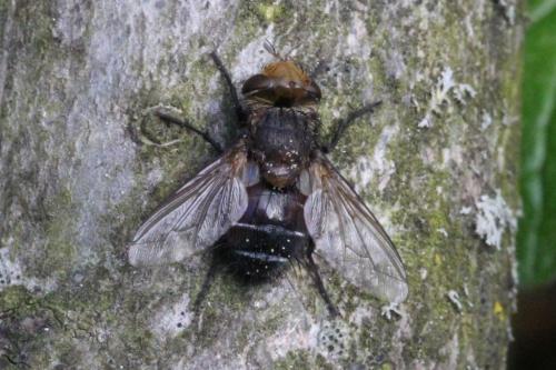 Gonia picea