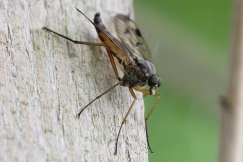 Réf. 100 884 : Rhagio scolopaceus