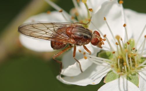 Brachyopa dorsata