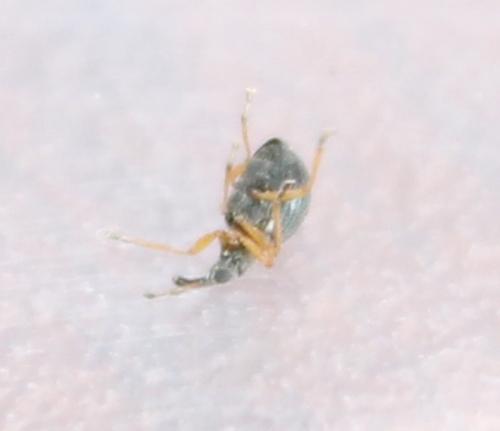 Protapion sp.