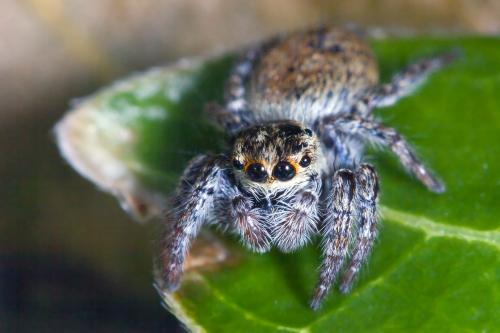 Carrhotus xanthogramma