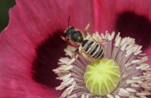 Halictus scabiosae