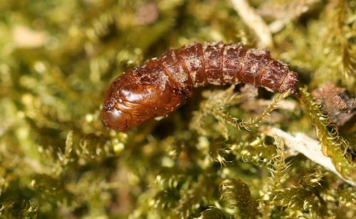 Rhagio scolopaceus