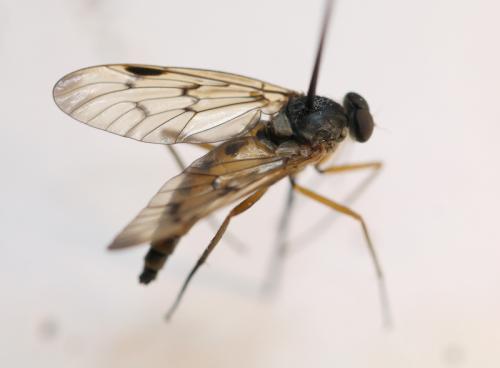 Rhagio scolopaceus