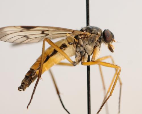 Réf. 100 156 : Rhagio scolopaceus