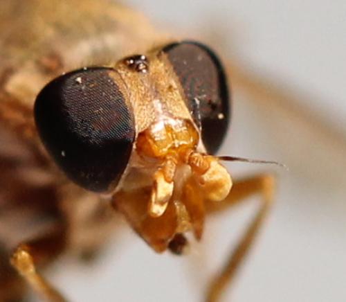 Brachyopa dorsata