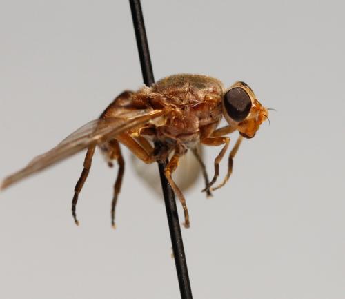 Brachyopa dorsata
