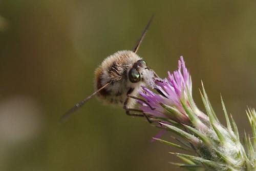 Réf. 100 992 : Fallenia fasciata