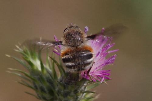 Réf. 100 993 : Fallenia fasciata