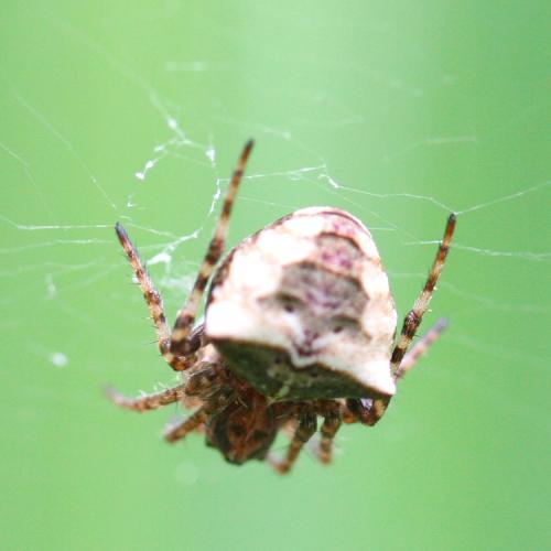 Gibbaranea bituberculata