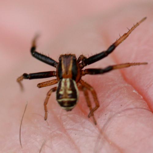 Xysticus ulmi