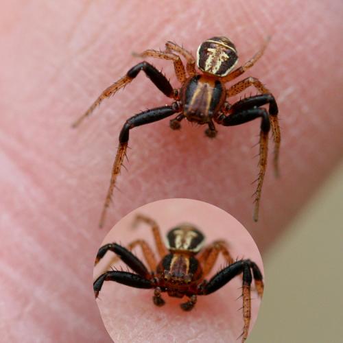 Xysticus ulmi